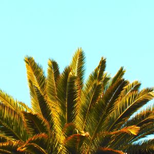 COCONUT COLOR