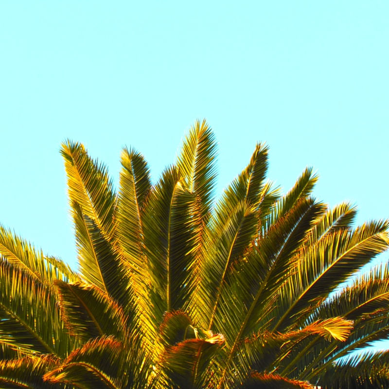 COCONUT COLOR