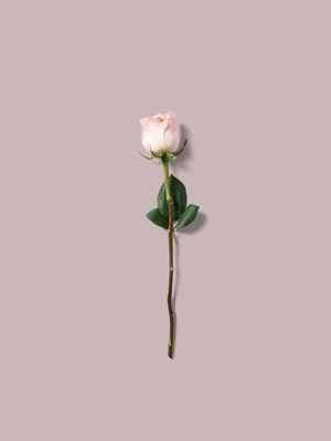 ROSEEMINIMALISTA