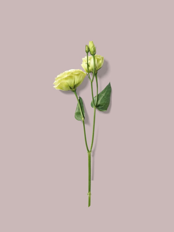 FLMINIMALISTA