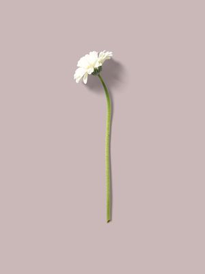 FLORMINIMALISTA