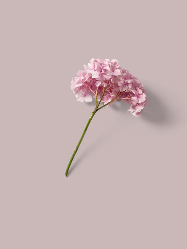 ROSEFMINIMALISTA