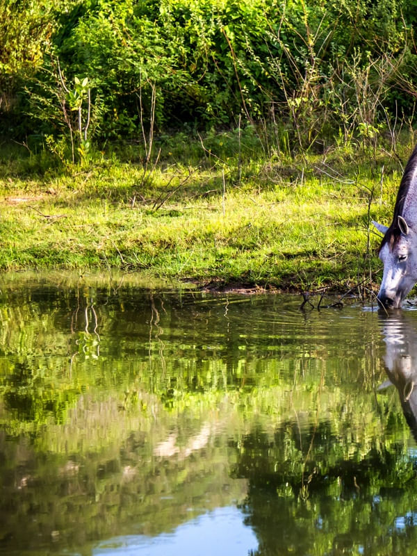 DÍPTICO EQUINOS NA POUSADA FULÔ PEDRA_01