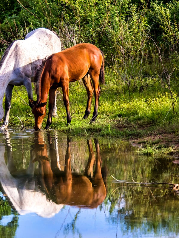 DÍPTICO EQUINOS NA POUSADA FULÔ DA PEDRA_02