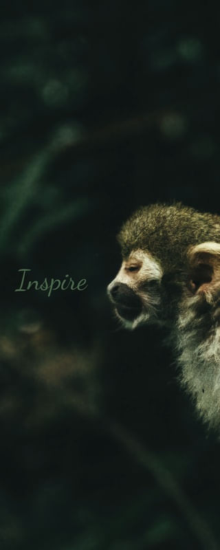 INSPIRE - MONKEY SERIE