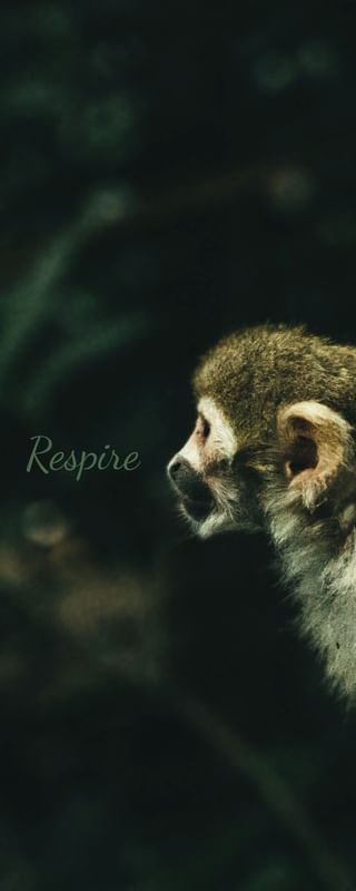 RESPIRE - MONKEY SERIE