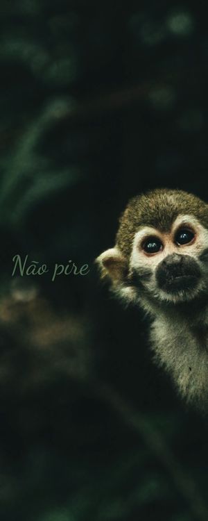 NÃO PIRE - MONKEY SERIE