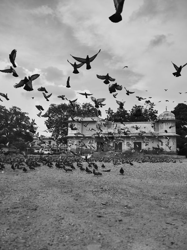 DRAMA BIRDS