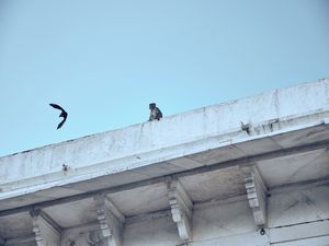MONKEY AND BIRD