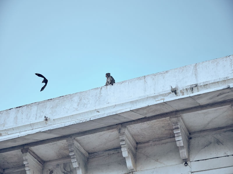MONKEY AND BIRD
