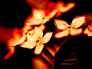FLOCO NA FLOR 2