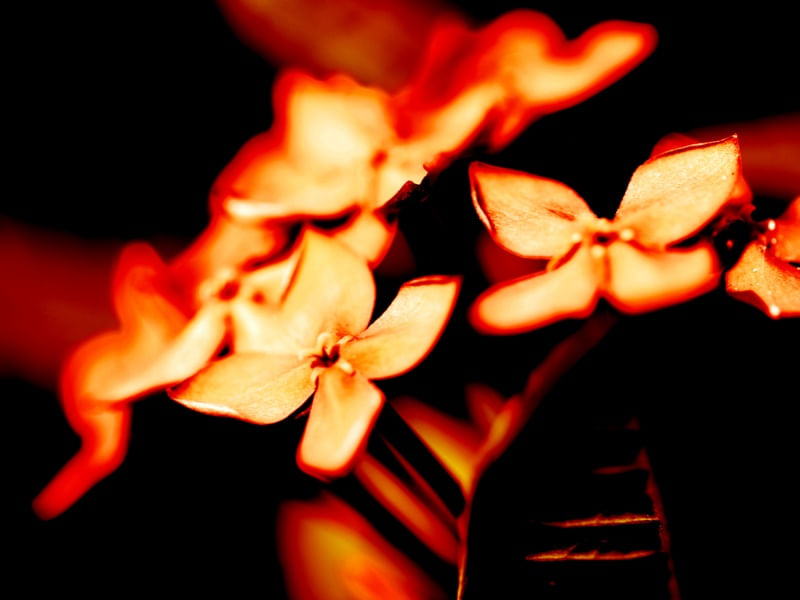 FLOCO NA FLOR 2