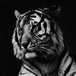 UM TIGRE 00