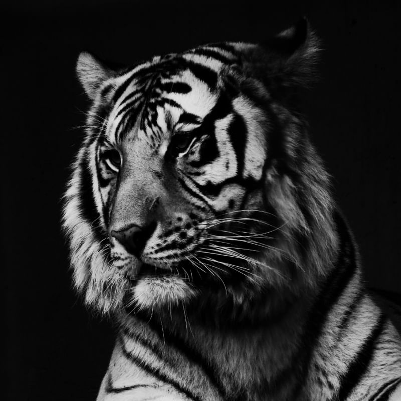 UM TIGRE 00