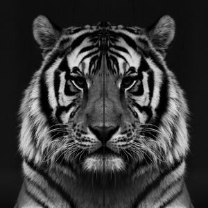DOIS TIGRES 00