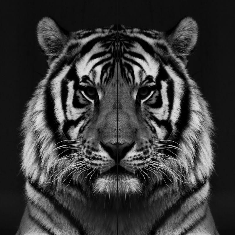 DOIS TIGRES 00
