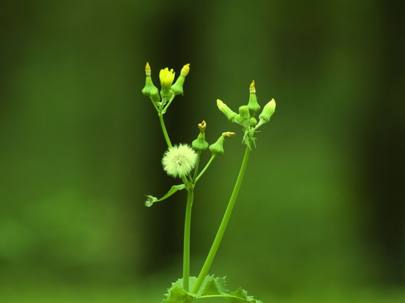 GREENED