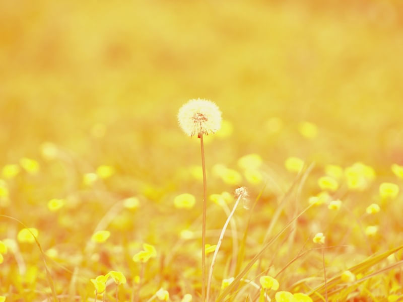 YELLOWED