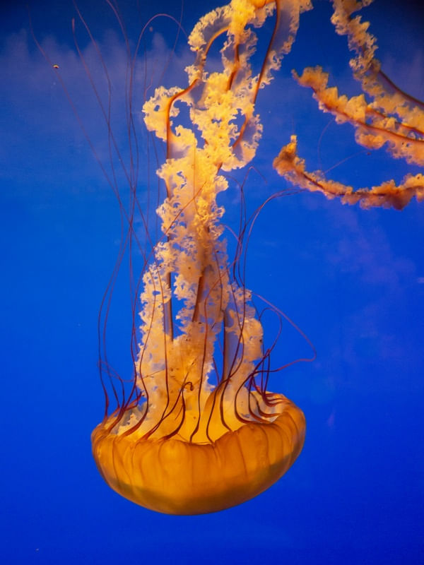 MEDUSA CA