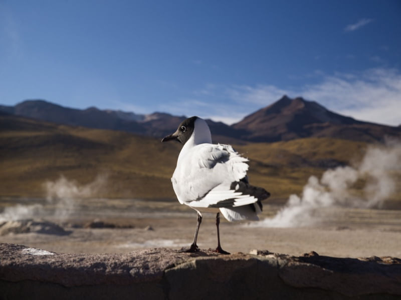 GAIVOTA NO DESERTO