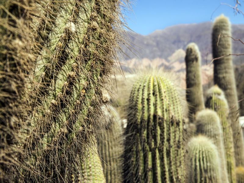 CONVERSA DE CACTUS