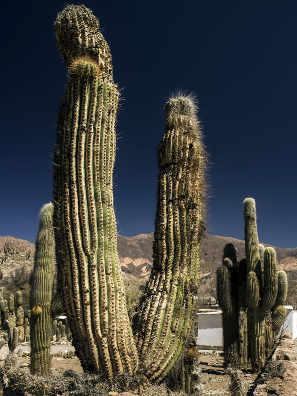 CACTOS GUARDIÕES