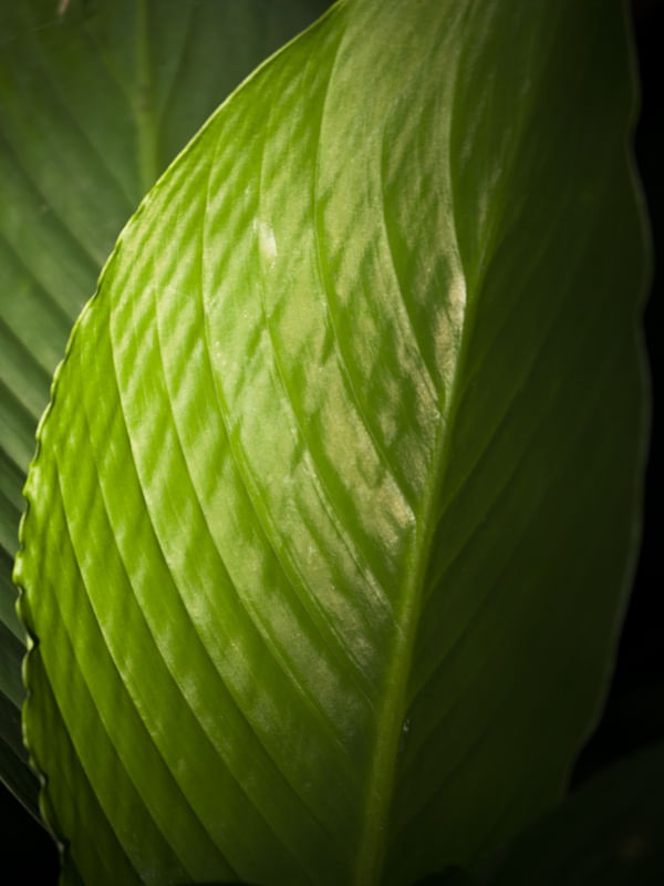 VINCADAS VERDE