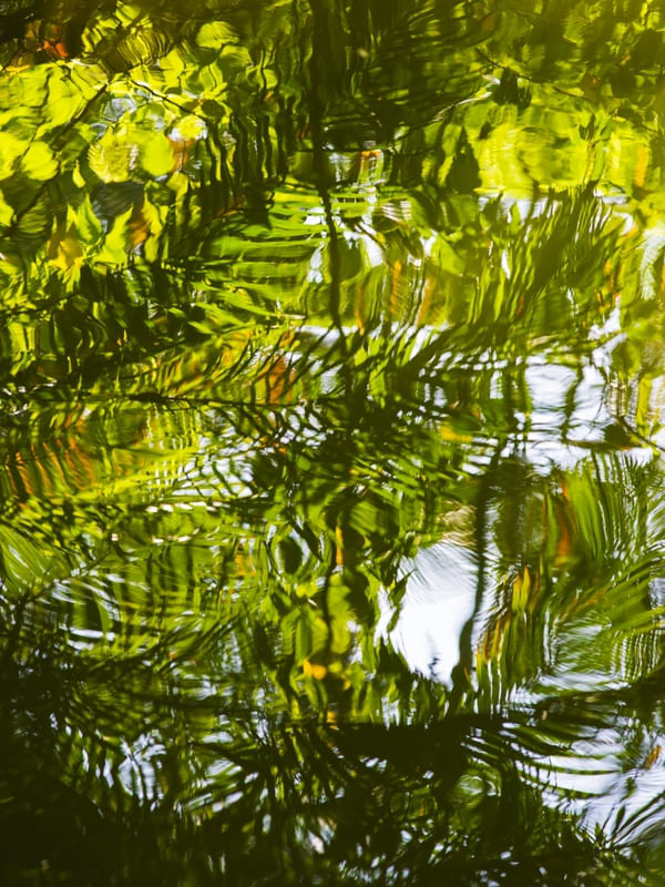 REFLEXO DE FOLHAS