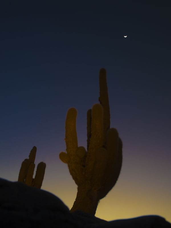 CACTOS NO CÉU COLORIDO