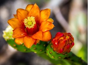 FACHEIRO EM FLOR