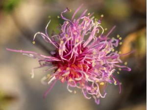 FLOR ROSA MONET