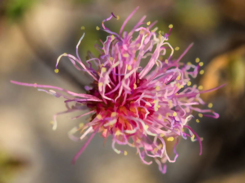 FLOR ROSA MONET