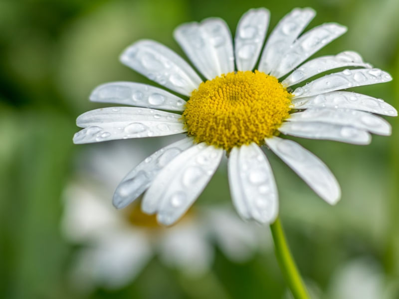 MARGARIDA MACRO
