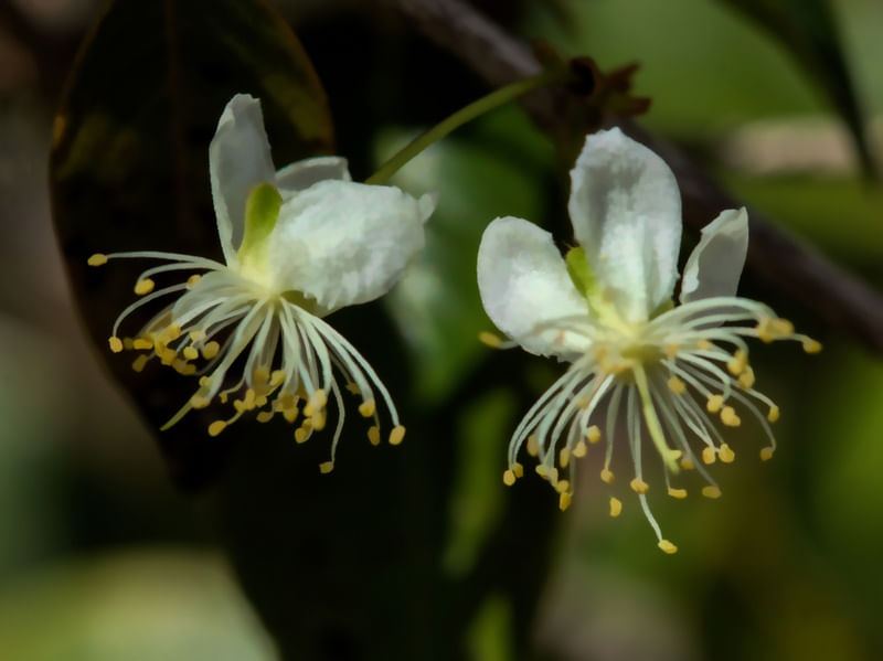 FLOR DE PITANGA MONET