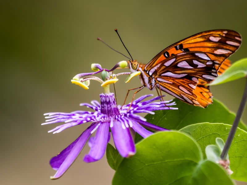 A FLOR E A BORBOLETA