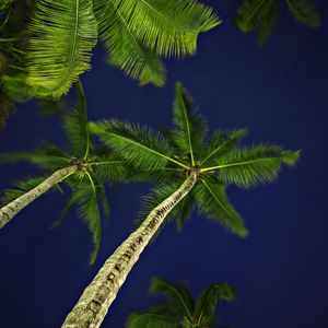 O COQUEIRAL A NOITE XI