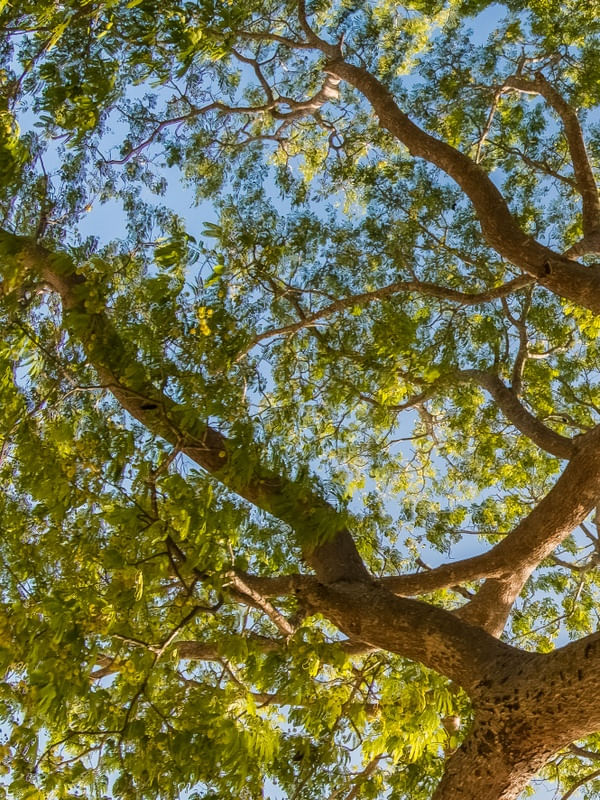 TRÍPTICO ARVORE DE FLORÂNIA_01