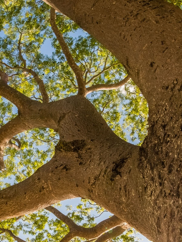 TRÍPTICO ARVORE FLORÂNIA_02