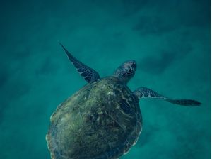 OCEAN LIFE