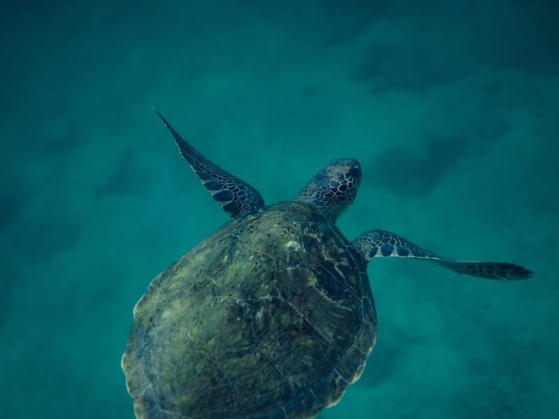 OCEAN LIFE