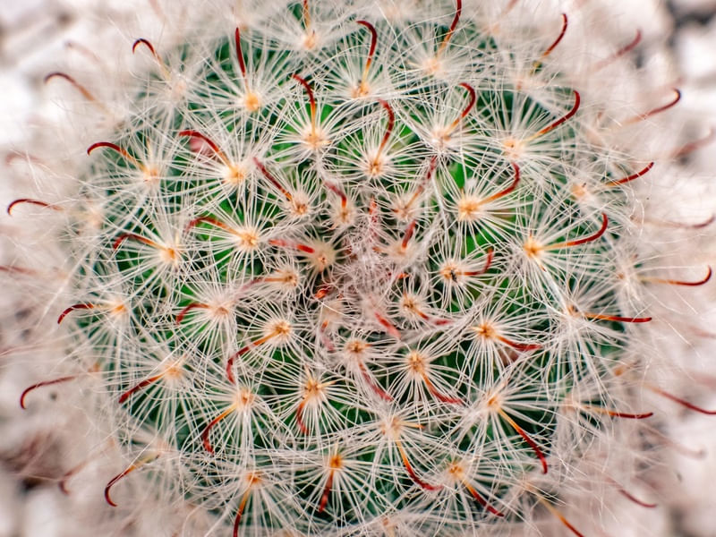 ESPIRAL DA NATUREZA