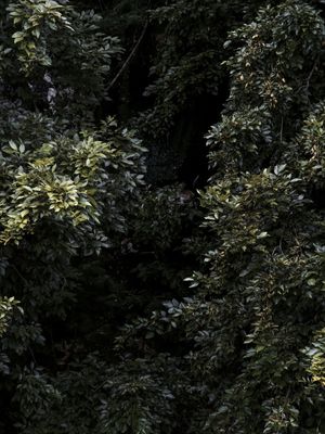 MACACO DISCRETO
