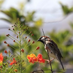 PARDAL MACHO