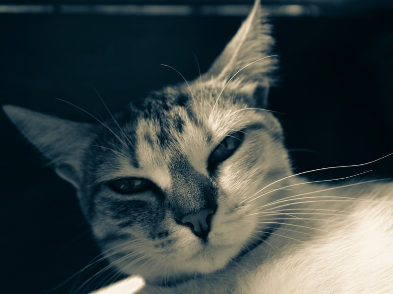 GATO RETRÔ