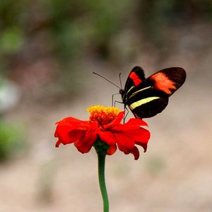 BORBOLETA E FLOR VERMELHA