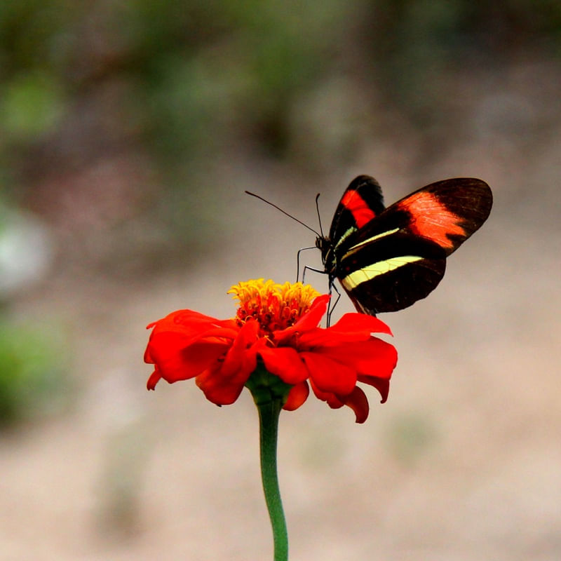 BORBOLETA E FLOR VERMELHA