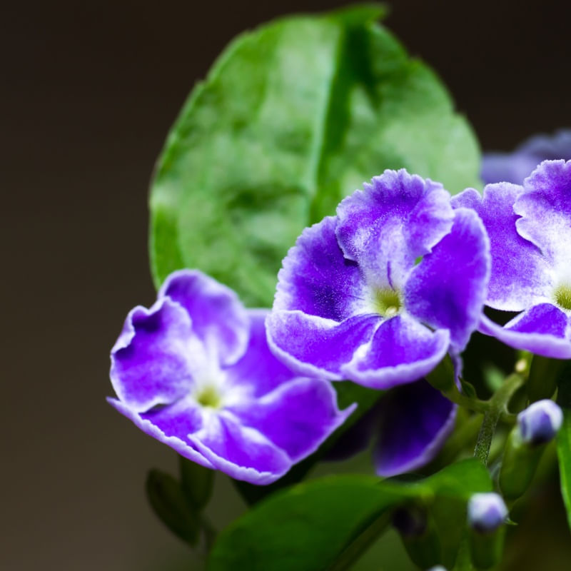 FLOR ROXA MONET