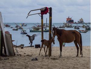 CAVALOS_AO_MAR