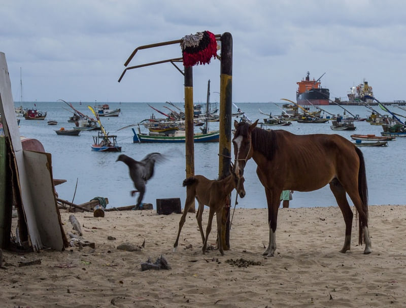 CAVALOS_AO_MAR