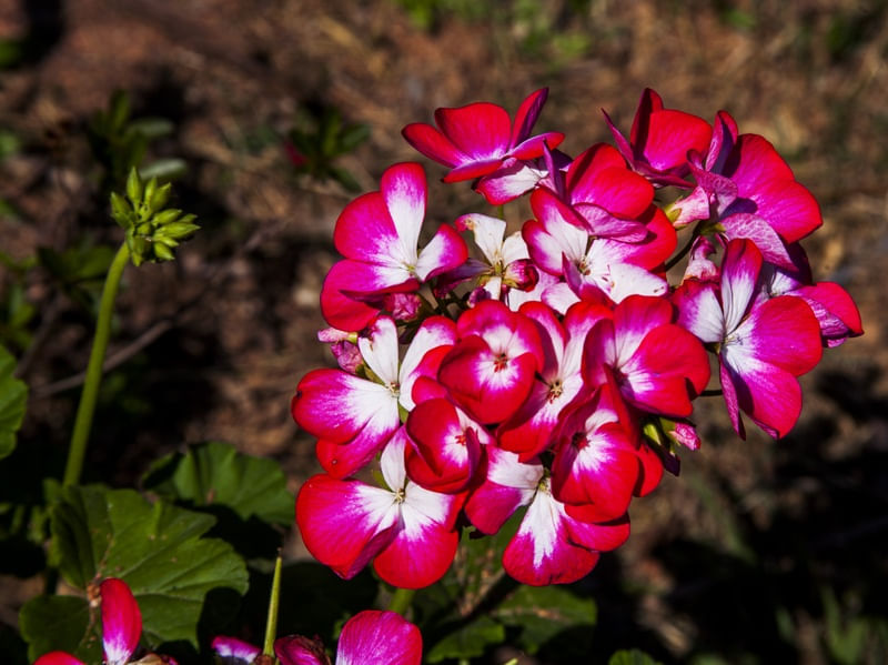 FLORZINHA VERMELHA E BRANCA